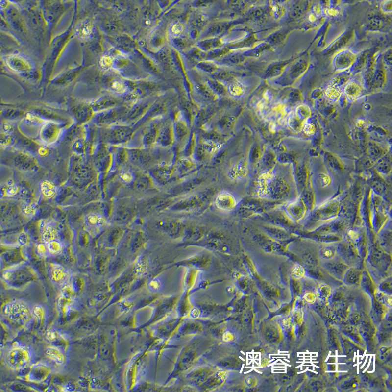 786-O（人肾透明细胞腺癌细胞）