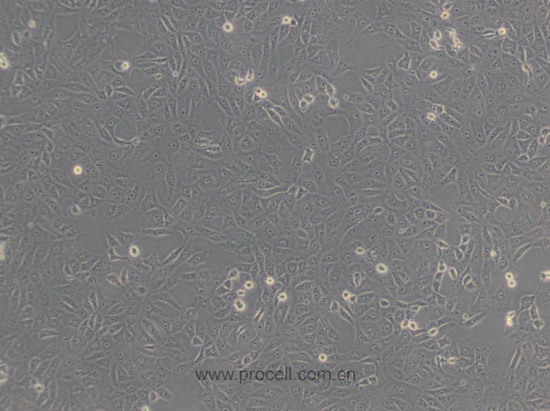 Vero细胞 (非洲绿猴肾细胞)(种属鉴定正确)CL-0242