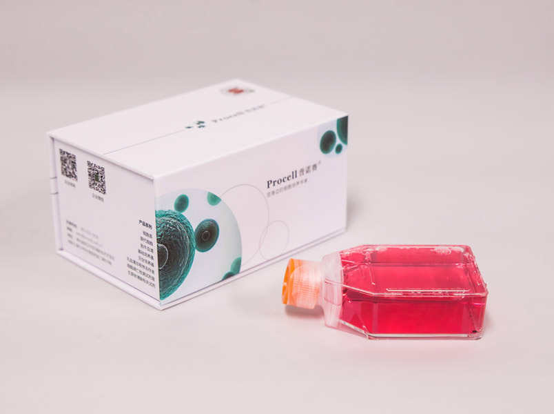 Ishikawa细胞 (人子宫内膜癌细胞) (STR鉴定正确)CL-0283