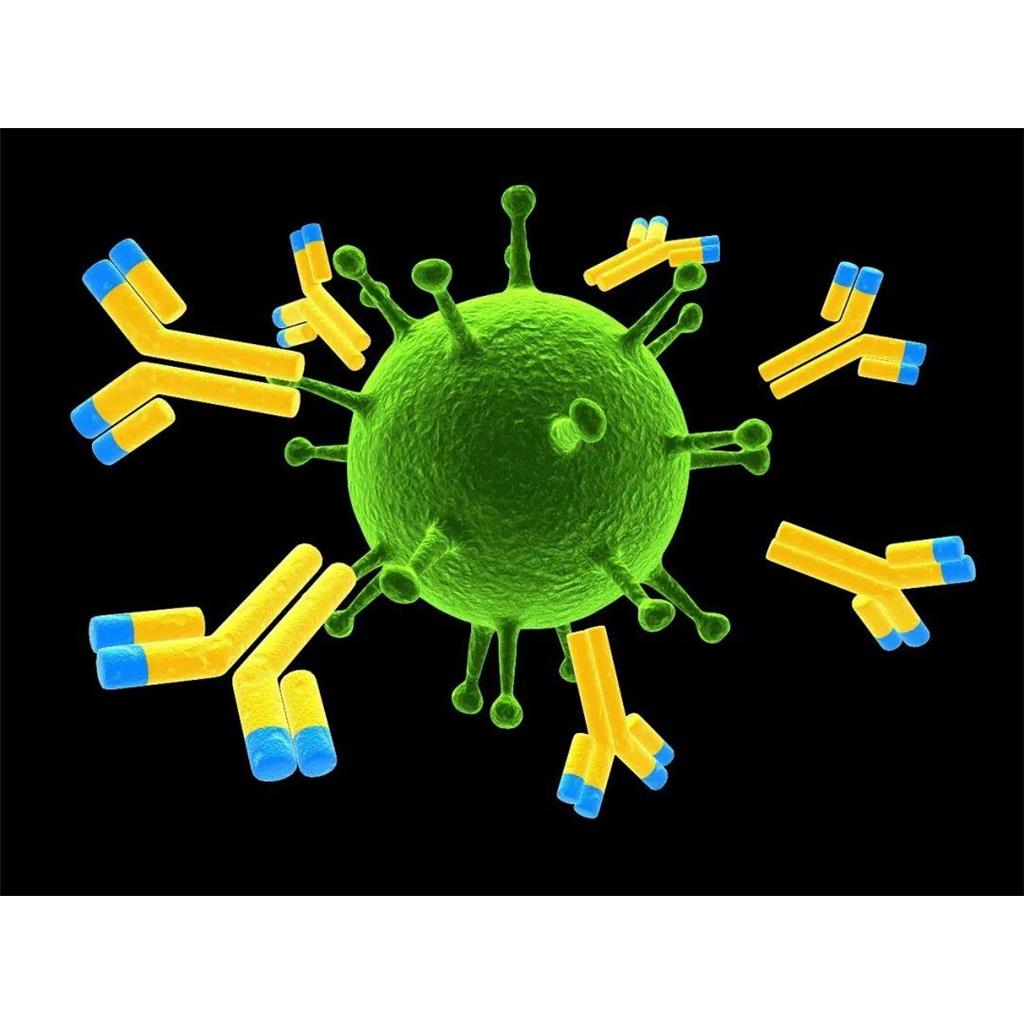 免疫球蛋白IgG4蛋白