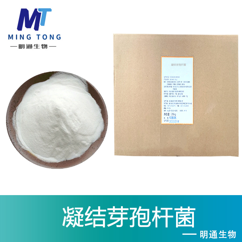 凝结芽孢杆菌