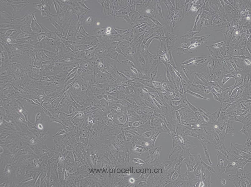 MC3T3-E1 Subclone 14细胞 (小鼠颅顶前骨细胞亚克隆14) (STR鉴定正确)CL-0378