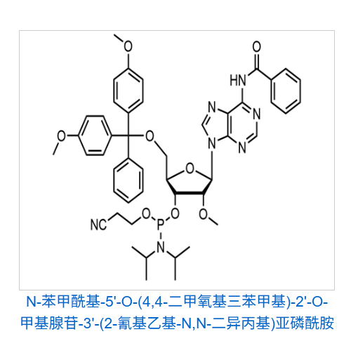 N-苯甲酰基-5'-O-(4,4-二甲氧基三苯甲基)-2'-O-甲基腺苷-3'-(2-氰基乙基-N,N-二异丙基)亚磷酰胺