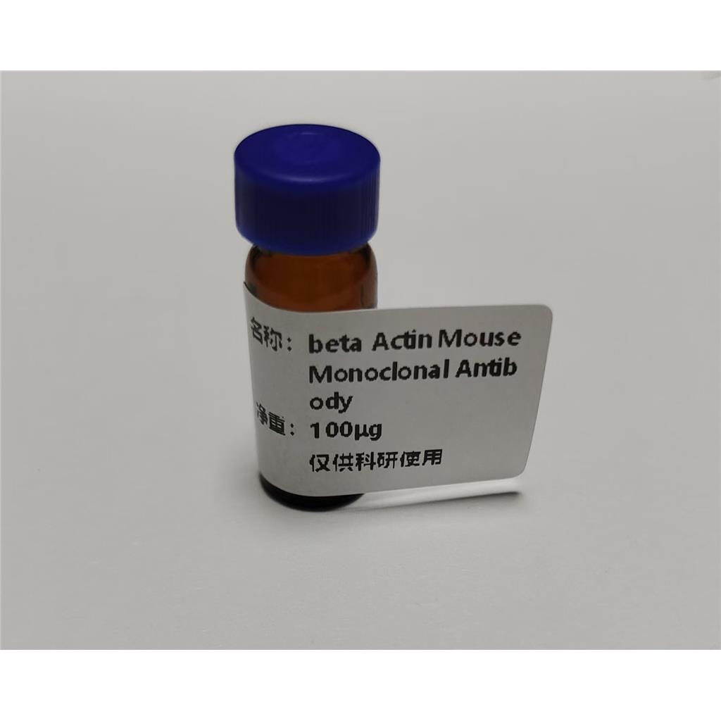 beta Actin Mouse Monoclonal Antibody