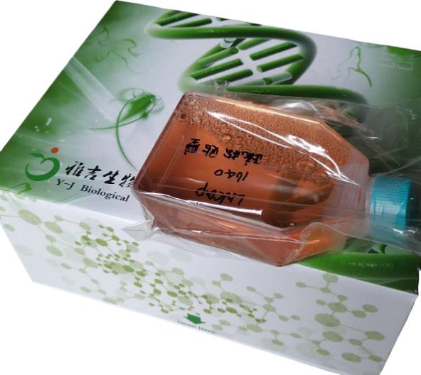 人乳腺导管癌细胞（三阴性）HCC38，ATCC来源