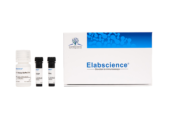 Elabscience Annexin V-Elab Fluor 488 / 7-AAD细胞凋亡检测试剂盒-E-CK-A238