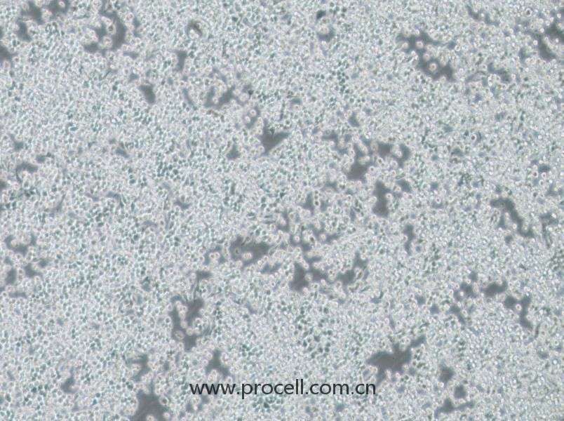 DC2.4细胞 (小鼠骨髓来源树突状细胞) (STR鉴定正确) CL-0545