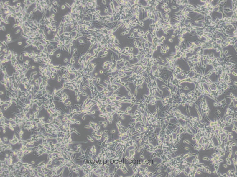 CT26.WT细胞 (小鼠结肠癌细胞) (STR鉴定正确)CL-0071