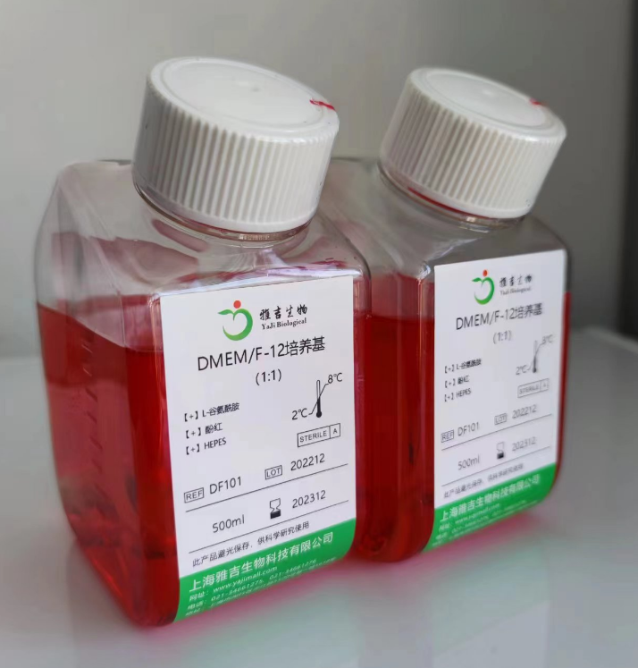 人肾皮质近曲小管上皮细胞HK2