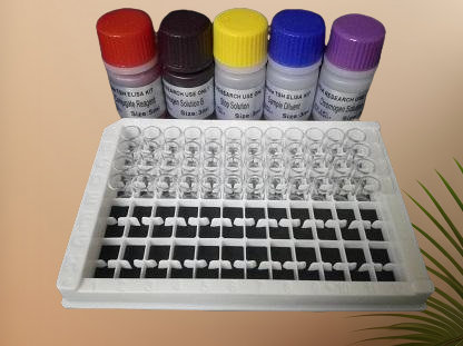 细粒棘球绦虫染料法荧光定量PCR试剂盒