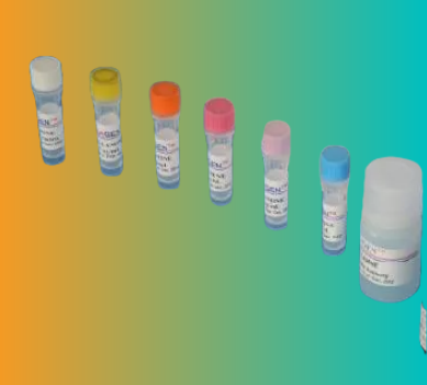 Candida albicans白色念珠菌染料法荧光定量PCR试剂盒