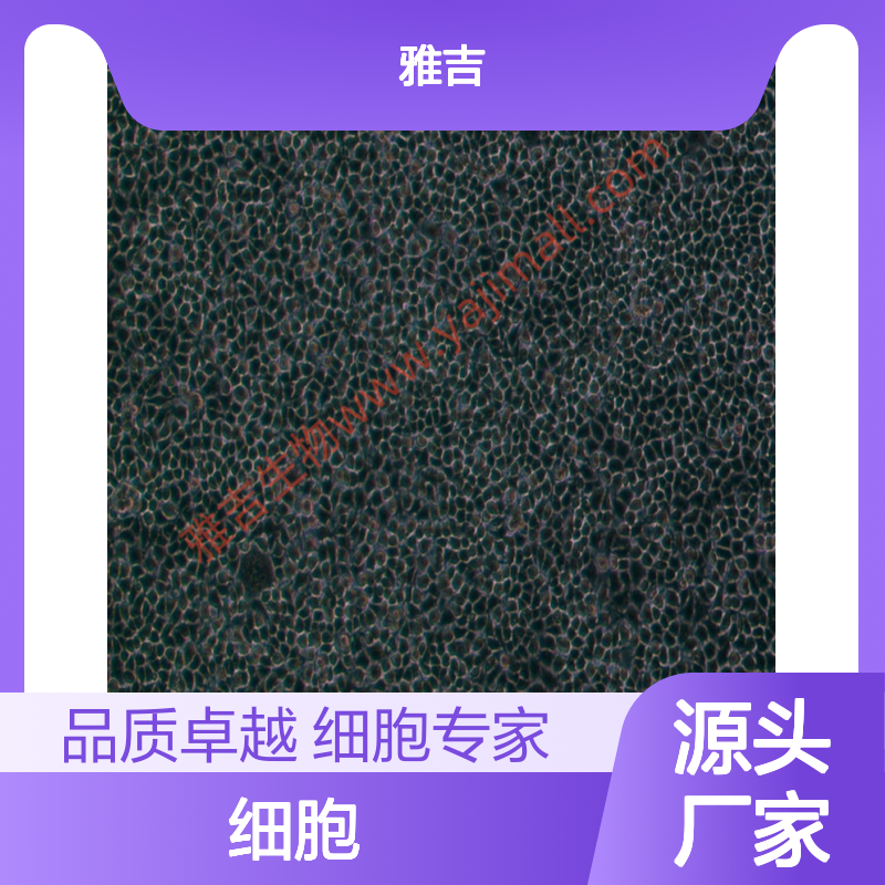 人外周血嗜碱性白血病细胞KU812