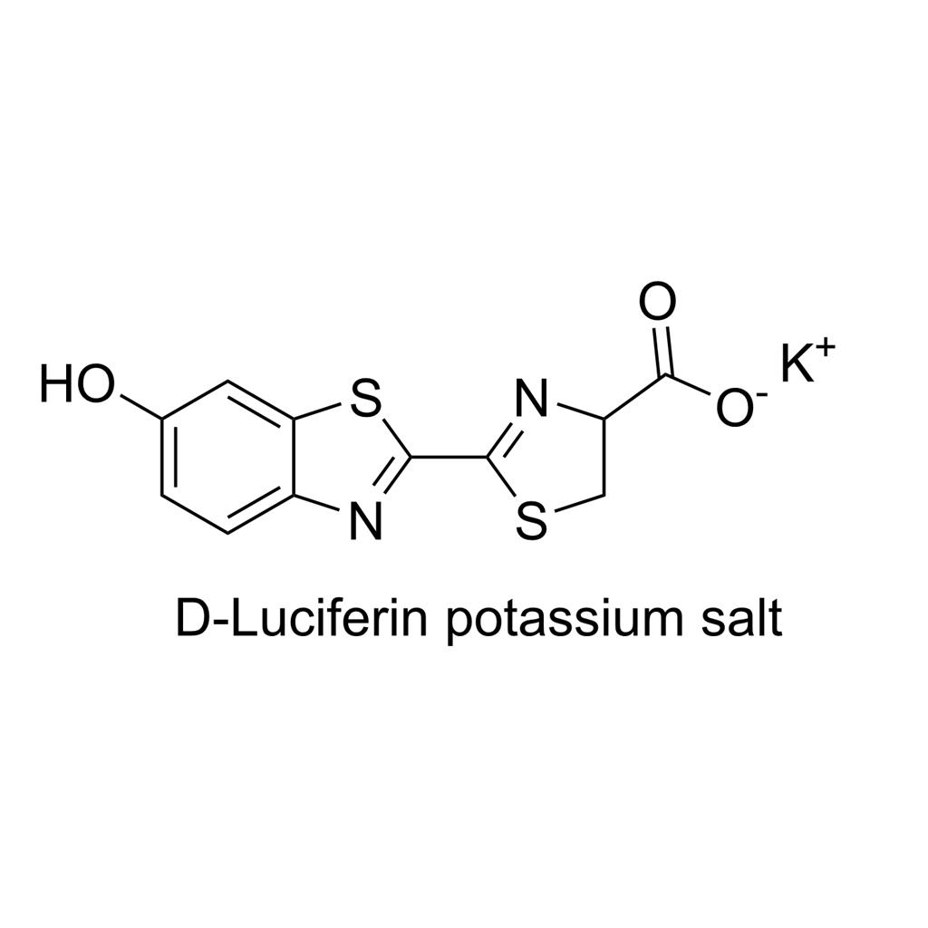D-荧光素钾盐；D-虫荧光素钾盐