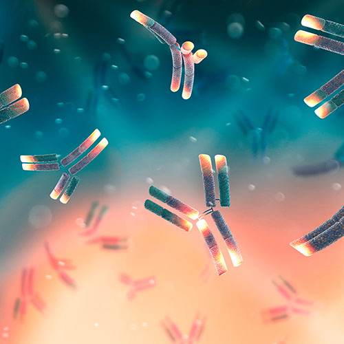 食蟹猴FCRL5蛋白, His Tag