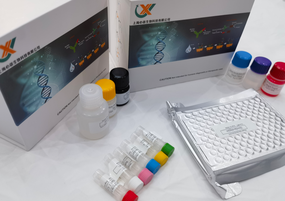 大鼠内皮素1(ET-1)酶联免疫分析(ELISA)试剂盒