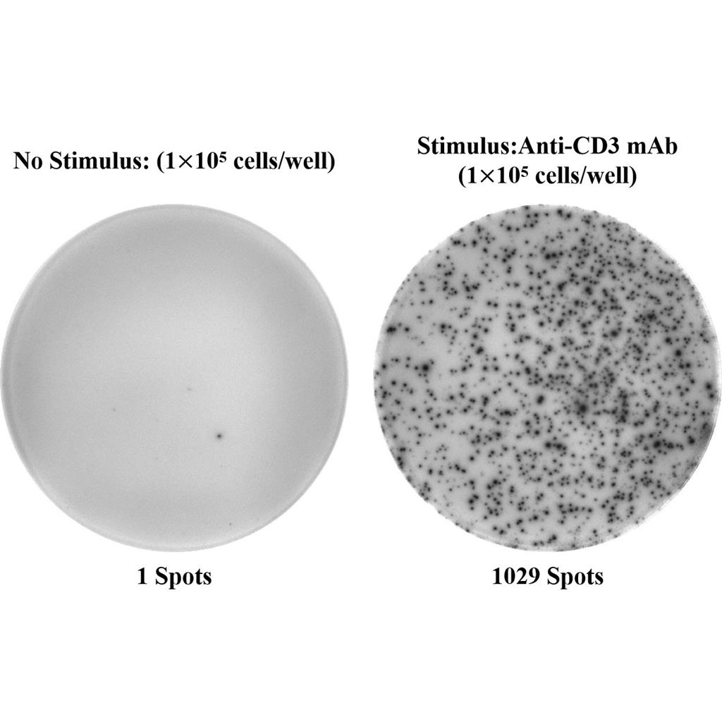 人γ干扰素（IFN-γ） ELISPOT 试剂盒