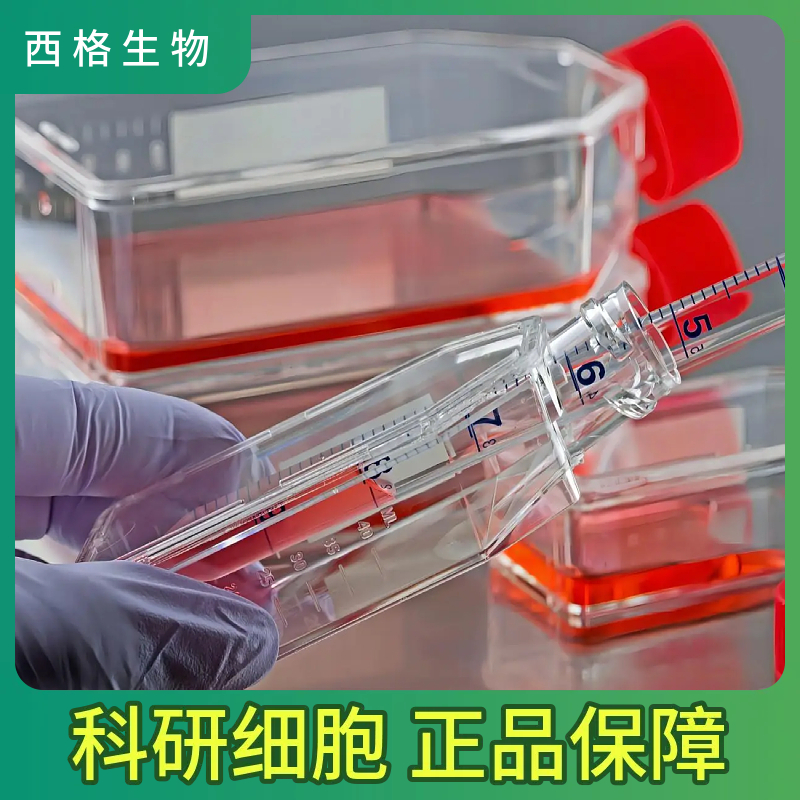 1.1B4 人胰腺癌细胞