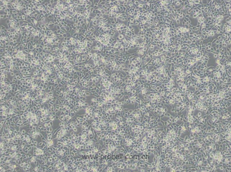 RSC96细胞 (大鼠雪旺细胞) (种属鉴定正确)CL-0199