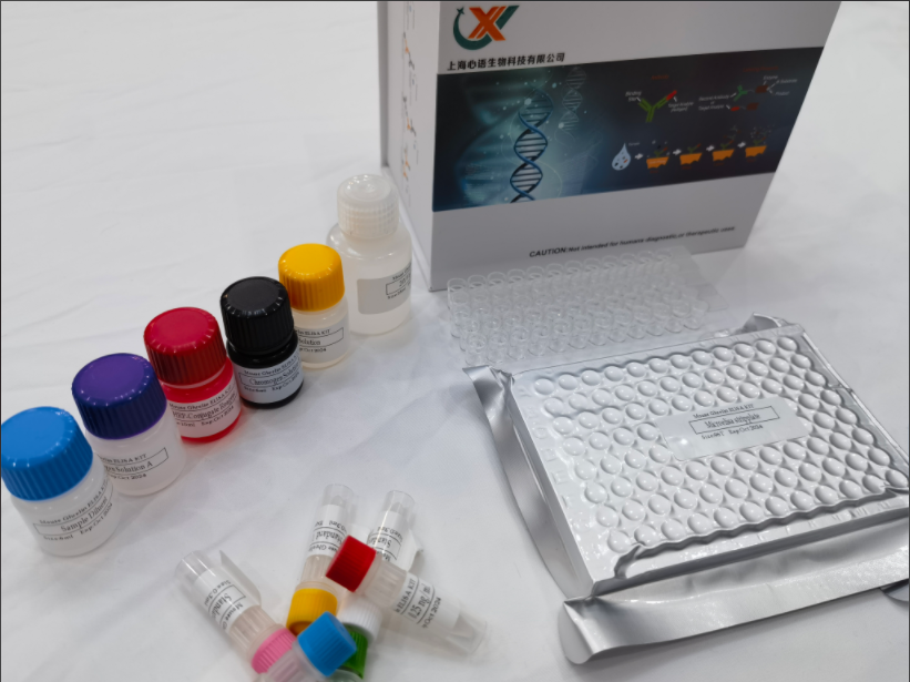 大鼠二甲基精氨酸二甲胺水解酶2 (DDAH2)酶联免疫分析(ELISA)试剂盒