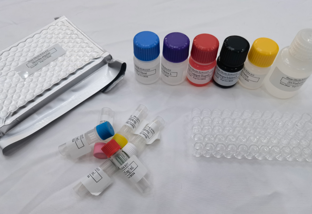 大鼠陷窝蛋白1 (Cav-1) ELISA试剂盒