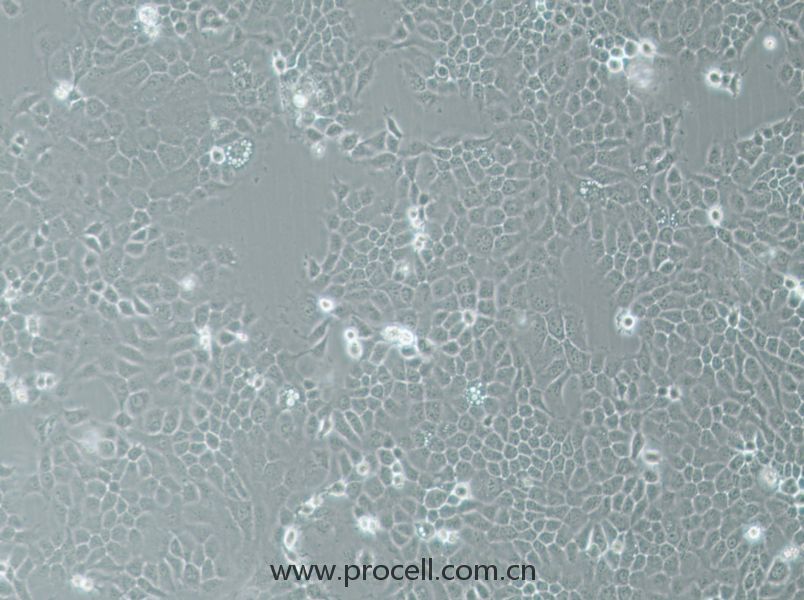 A-253细胞 (人颌下腺表皮癌细胞) (STR鉴定正确)CL-0860