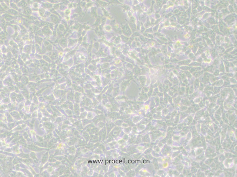 MSTO-211H细胞 (人肺癌细胞株) (STR鉴定正确)CL-0163