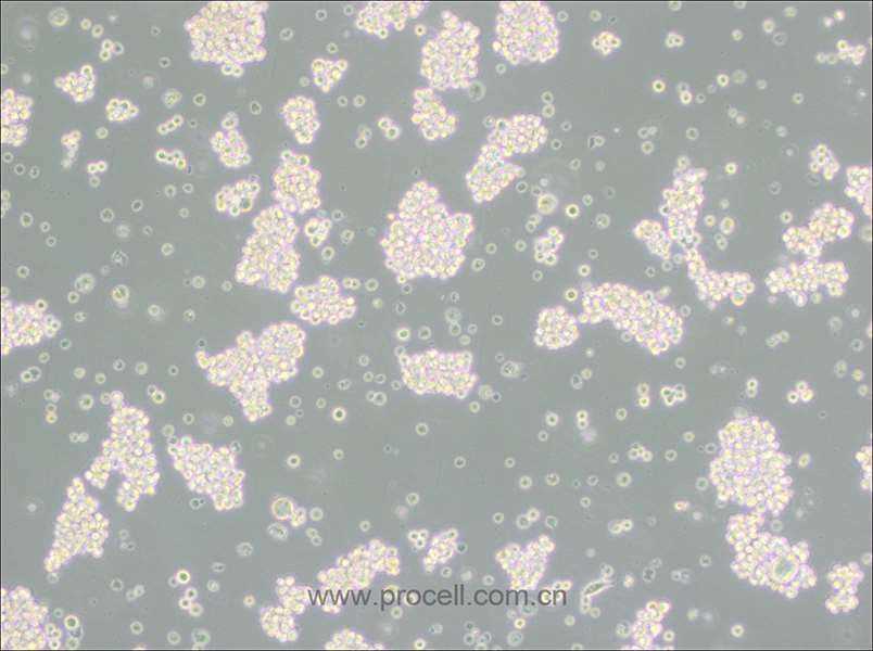 MMQ细胞 (大鼠垂体瘤细胞) (种属鉴定正确)CL-0590