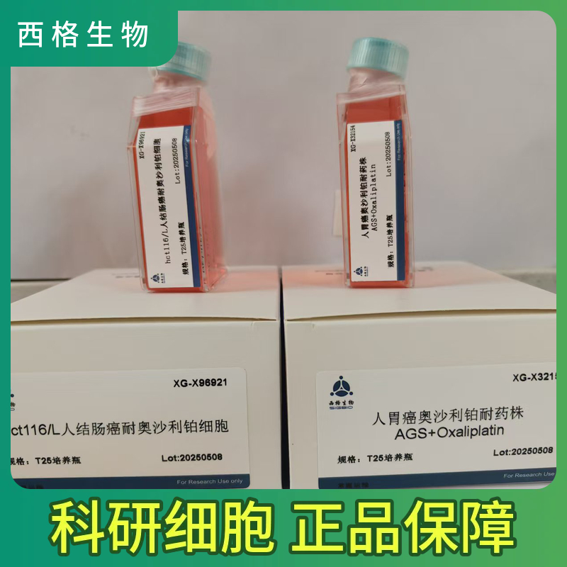 B16F1 小鼠黑色素瘤细胞