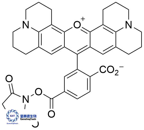 117491-83-5  | 6-Carboxy-X-rhodamine, succinimidyl ester;6-ROX, SE