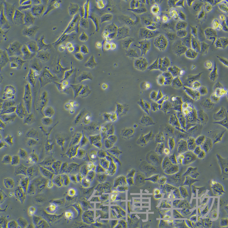 HuTu-80（人十二脂肠腺癌）YB-71365HC