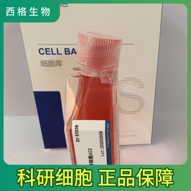 Ca922人头颈部鳞状细胞癌细胞