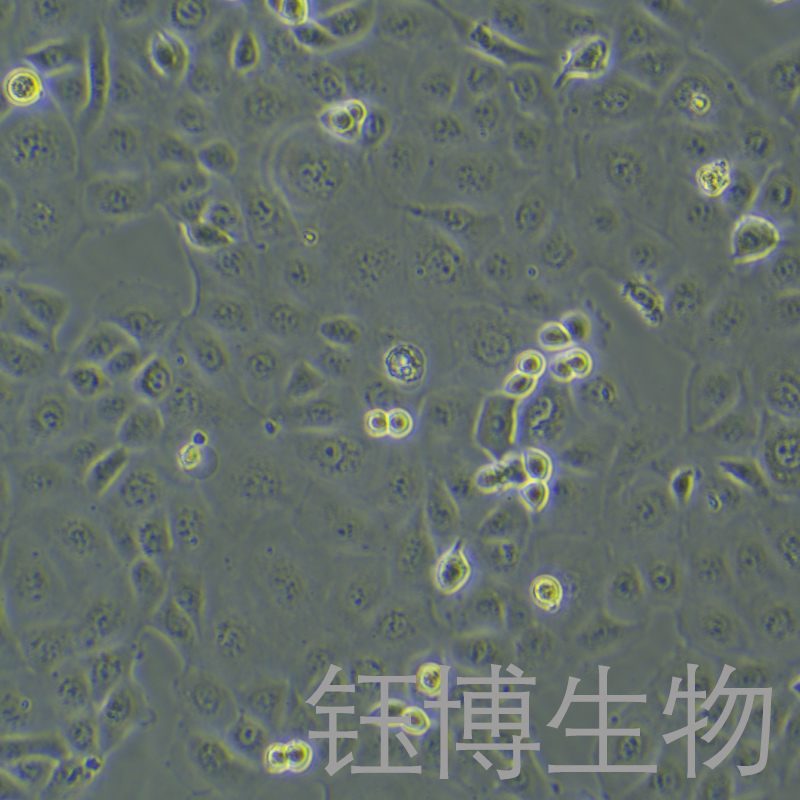 SF763（人脑瘤细胞）YB-71437HC