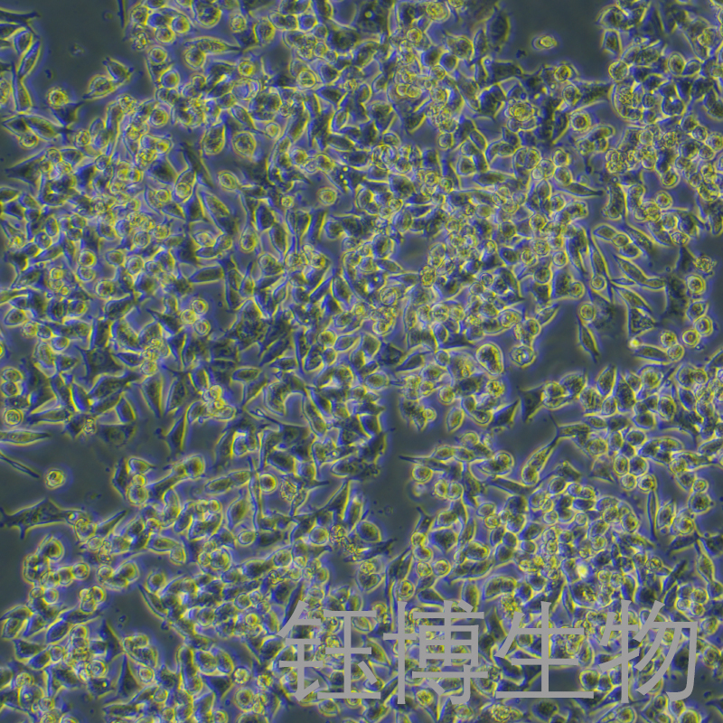 SK-CO-1（人结直肠腺癌细胞）YB-71439HC