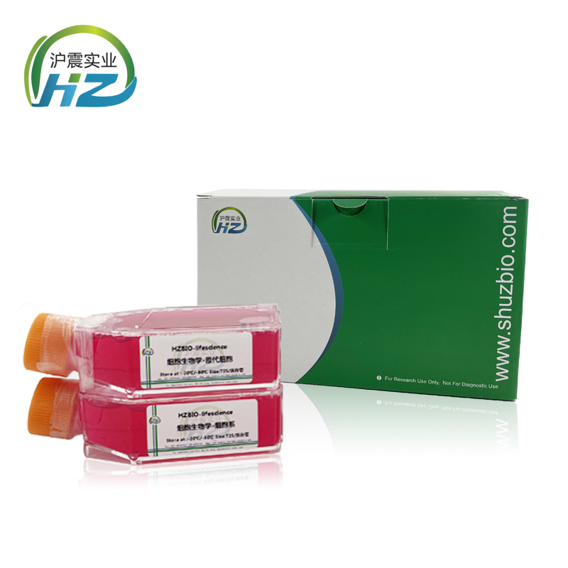 TK10（人肾癌细胞）