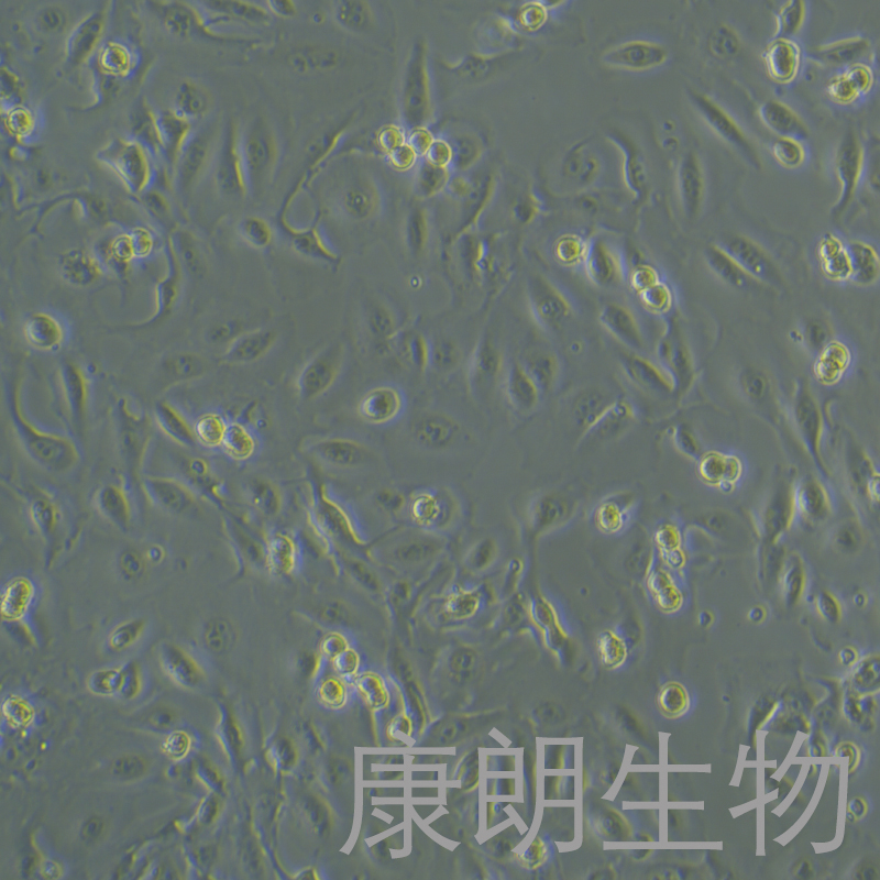 TK10（人肾癌细胞） 