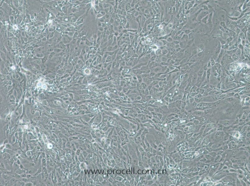 Panc 08.13细胞 (人胰腺癌细胞) (STR鉴定正确)CL-0797