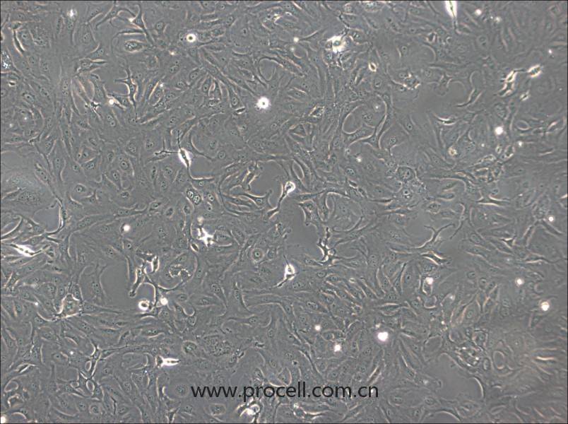 OK细胞 (负鼠肾细胞) (种属鉴定正确)CL-0175