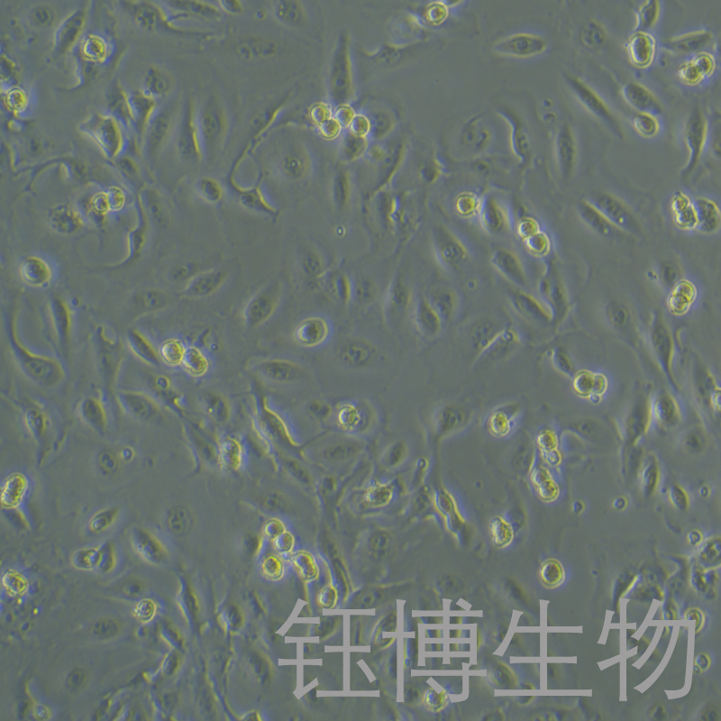 TK10（人肾癌细胞）YB-75966HC