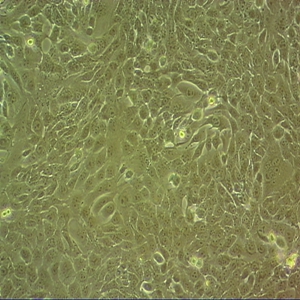 HRPTEpiC人肾近端肾小管上皮细胞