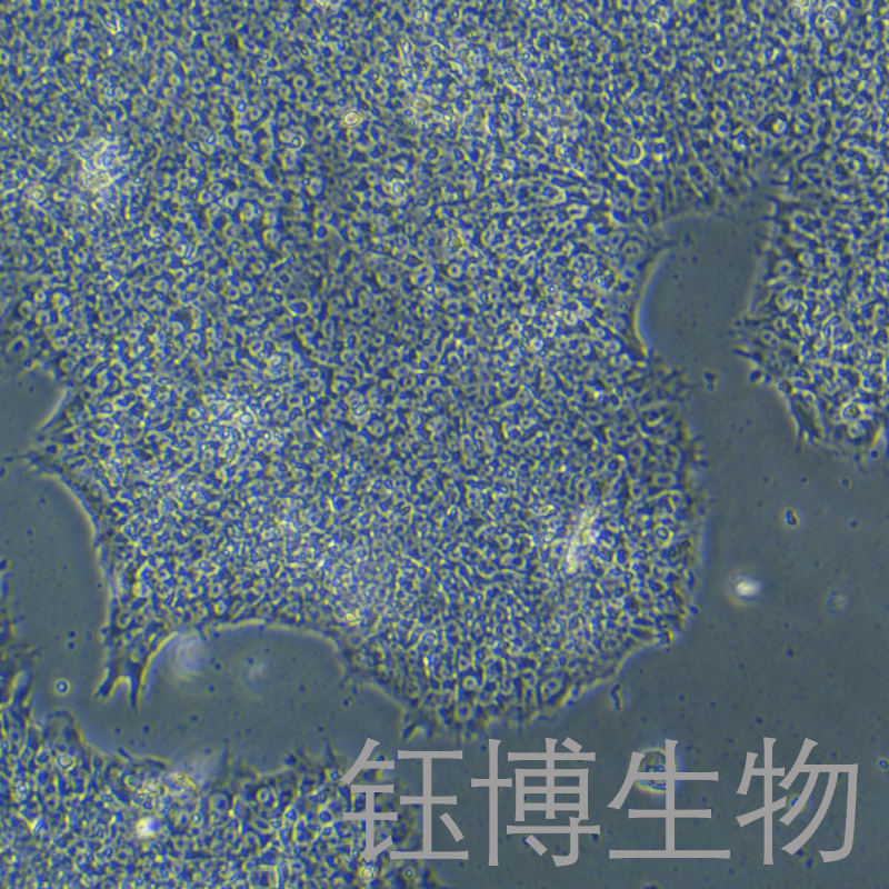 H9（人T淋巴细胞系）YB-71499HC