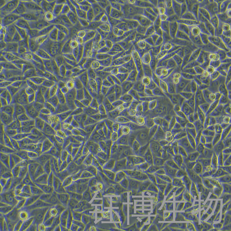 PC-3M（人前列腺癌细胞）YB-71304HC