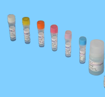 细菌染料法qPCR试剂盒