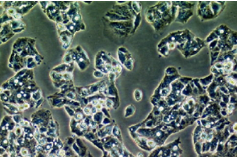 ?ECACC细胞系国内代理