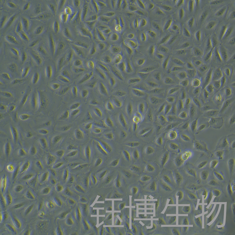 A549/DDP（人肺腺癌耐顺铂株）YB-71519HC