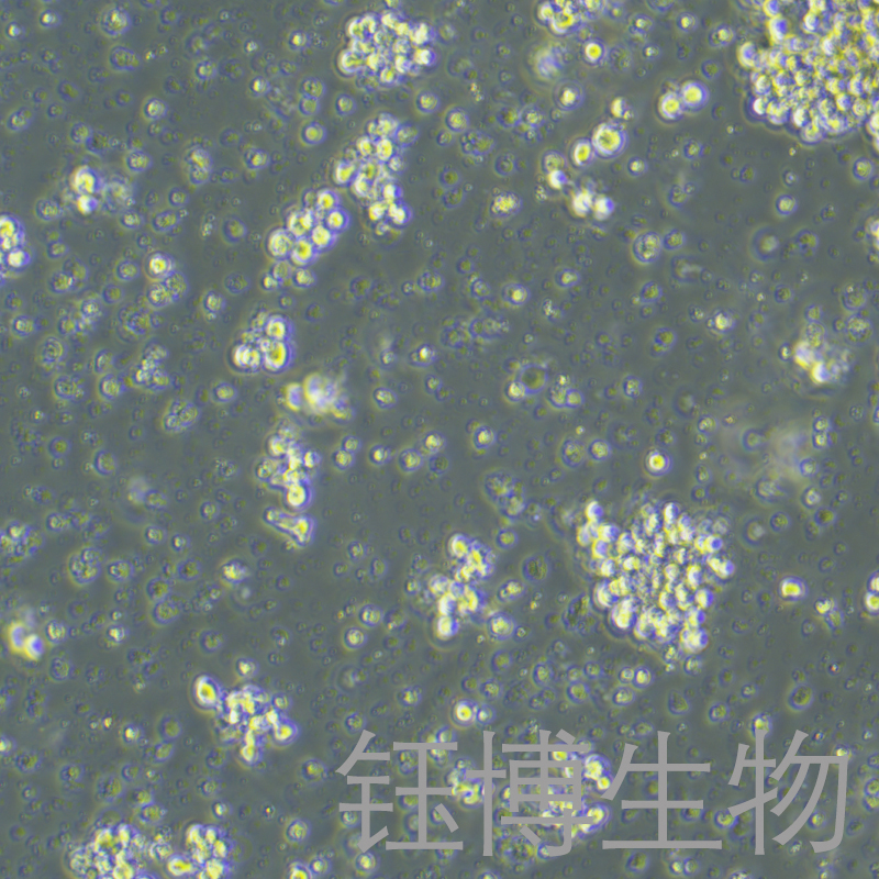 NK-92（人恶性非霍奇金淋巴瘤患者的自然杀伤细胞）YB-71530HC
