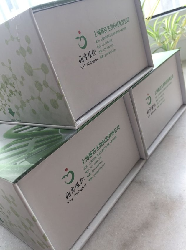 马媾疫锥虫染料法荧光定量PCR试剂盒