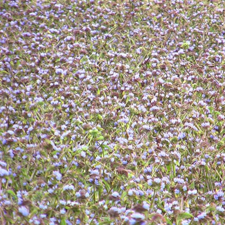 蜕皮激素：驱动昆虫生长蜕变的关键调控因子