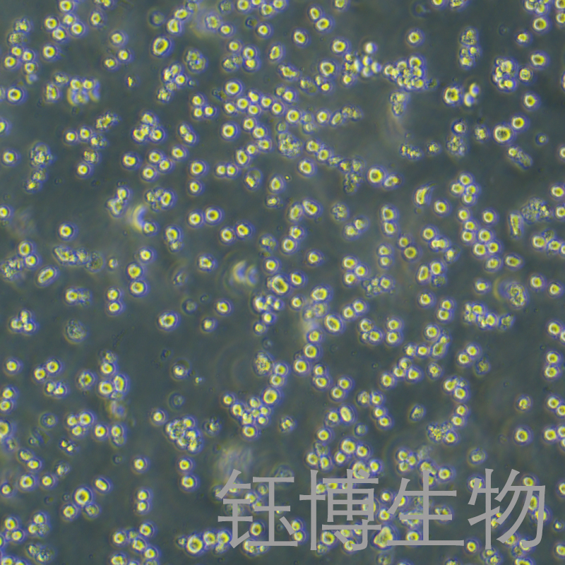 RPMI 8226（人多发性骨髓瘤外周血B淋巴细胞）YB-71564HC
