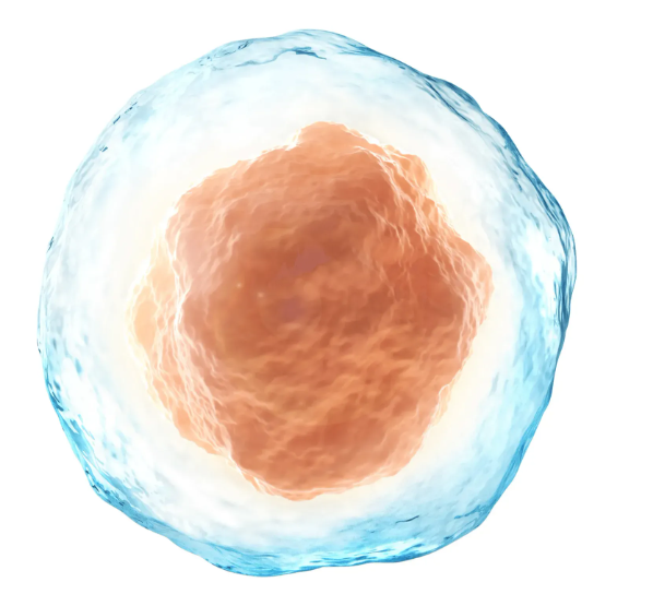 Cytion国内一级代理