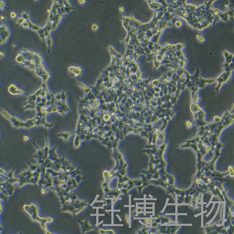 293T [HEK-293T] (人胚肾细胞)  YB-71005HC